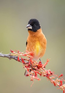 Black-headed Grosbeak (Pheucticus melanocephalus) male perched on flowering branch, Arizona, USA
