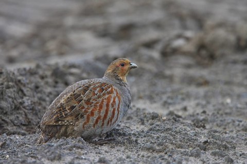 Grey Partridge (Perdix perdix), North Rhine-Westphalia, Germany
