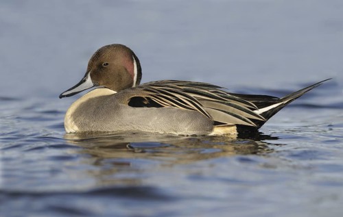 Northern Pintail (Anas acuta) male, British Columbia, Canada