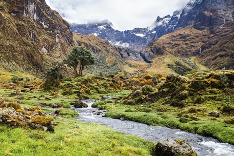 A peaceful mountain stream meanders through lush green meadows at El Altar volcano, Ecuador,
