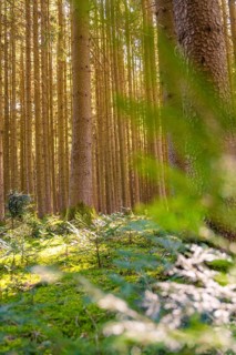 Sunlight streams through dense trees and illuminates the moss-covered forest floor, Calw, Black