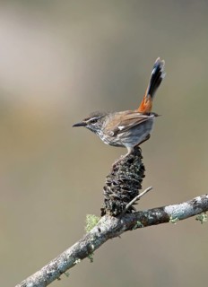 Shy Heathwren (Calamanthus cautus), Victoria, Australia