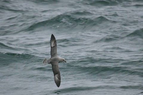 Northern Fulmar (Fulmarus glacialis) flying, offshore, Germany