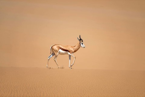 Springbok (Antidorcas marsupialis) on a sand dune, Namib Desert, Namib Naukluft Park, Namibia