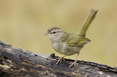 Olive Sparrow (Arremonops rufivirgatus), Texas, USA