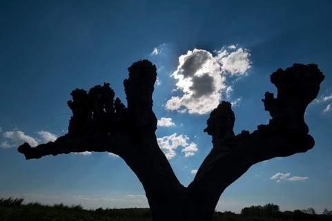 Silhouette of a trimmed Dutch lime tree (Tilia × europaea) on Festonallee backlit, Bothmar Castle,