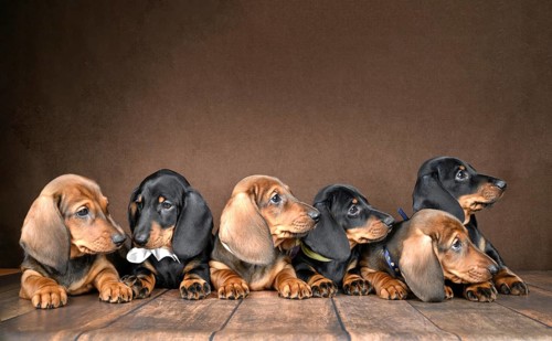 A charming group of small dachshund puppies lies together on a wooden floor, their expressive eyes