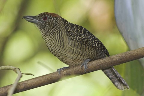 Fasciated Antshrike (Cymbilaimus lineatus) female, Costa Rica