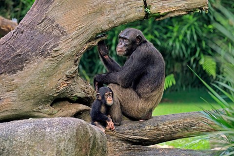 Chimpanzee (Pan troglodytes), adult, female, mother, baby, young animal, social behaviour