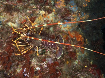 European spiny crayfish (Palinurus elephas) on a rock in a colourful underwater landscape, dive
