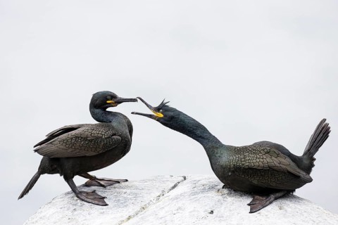 Cormorant (Gulosus aristotelis), breeding pair during mating, Hornøya Island, Vardø, Varanger,