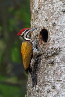 Common Flameback (Dinopium javanense) male at breeding cavity, Malaysia
