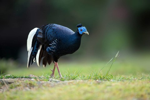 Crested Fireback (Lophura ignita rufa) male, Pahang, Malaysia