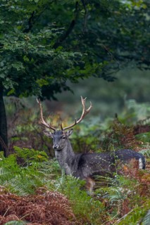 One last look and a short time later the fallow deer (Dama dama) will have disappeared into the