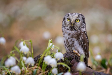 Boreal Owl (Aegolius funereus), Czech Republic