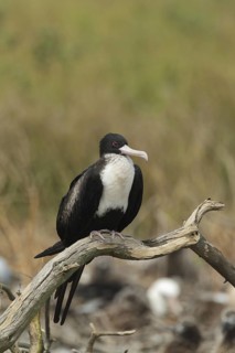 Great Frigatebird (Fregata minor) female, Hawaii, USA