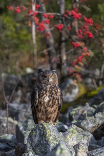 One Eurasian Eagle Owl, Bubo bubo, sitting on grey rocks, a bush with red berries in the background