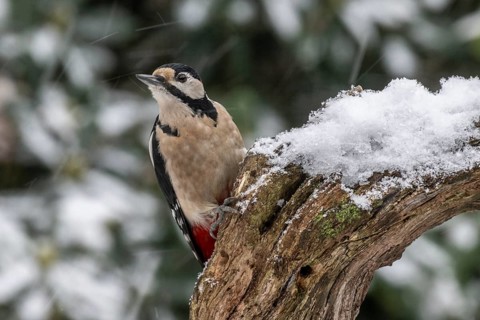 Great spotted woodpecker (Dendrocopos major), Emsland, Lower Saxony, Germany