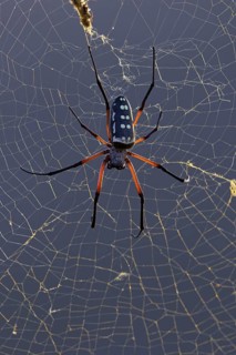 Spider, spiders, insect, insects, (Nephila sumptuosa), silk spider, web, spider web, biotope,
