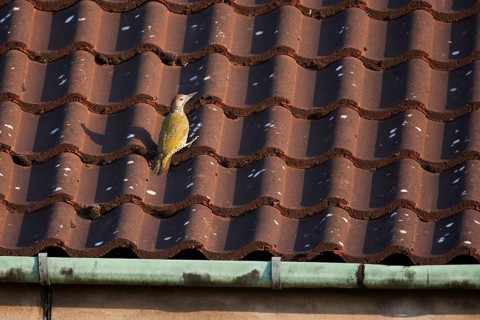 Green woodpecker (Picus viridis) juvenile bird on an urban building roof tiles, England, United