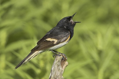 American Redstart (Setophaga ruticilla) male singing, Ontario, Canada