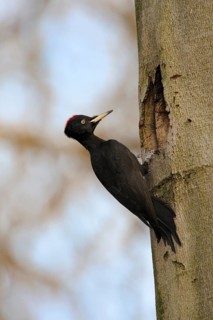 Black Woodpecker (Dryocopus martius) female at nest cavity, North Rhine-Westphalia, Germany