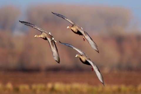 Greater White-fronted Goose (Anser albifrons) group of three flying, North Rhine-Westphalia,