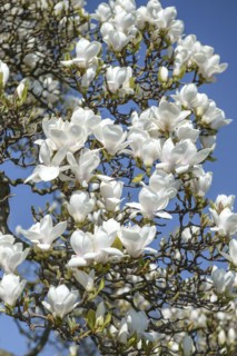 Tulip magnolia (Magnolia × soulangeana 'Amabilis'), Wilhelma, Stuttgart, Baden-Württemberg, Germany