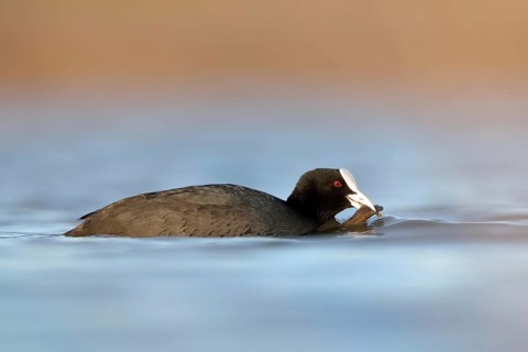 A European coot is seen gracefully swimming in the serene waters of Puebla de BeleÃ±a, Spain,