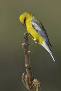 Blue-winged Warbler (Vermivora cyanoptera), Ontario, Canada