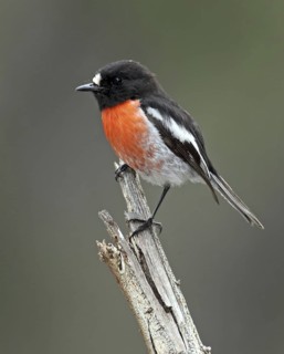 Scarlet Robin (Petroica boodang) male, Western Australia, Australia