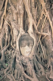 Stone Buddha Head entwined In roots of fig tree, Wat Phra Mahathat, Ayuthaya, Thailand, Asia