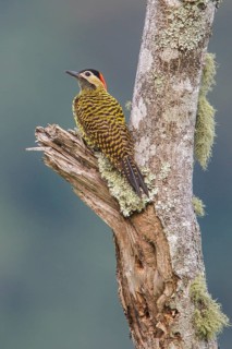 Green-barred Woodpecker (Colaptes melanochloros) perched on a branch in the Atlantic rainforest of