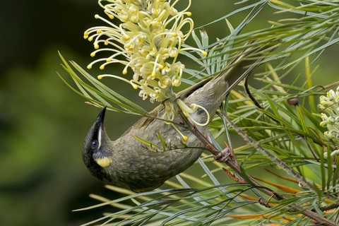 Lewin's Honeyeater (Meliphaga lewinii) perched on a branch in eastern Australia