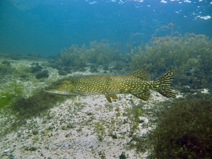 A pike (Esox lucius) swims over a sandy bottom with plants in the clear water, peaceful scene. Dive
