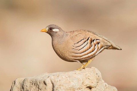Sand Partridge (Ammoperdix heyi) male, Eilat, Israel