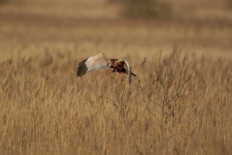 Marsh harrier (Circus aeruginosus) adult raptor bird of prey in flight over a reedbed, RSPB