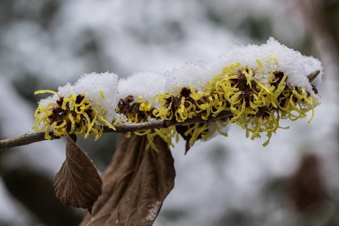 Witch hazel (Hamamelis mollis Pallida) in the snow, Emsland, Lower Saxony, Germany