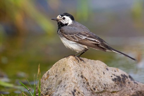 White wagtail, (Motacilla alba), animals, birds, family of wagtails and pipits, district of Worms,