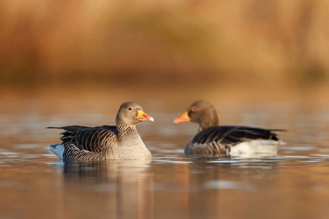 Greylag Goose (Anser anser), Utrecht, Netherlands