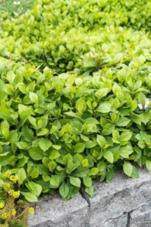 Leadwort (Ceratostigma plumbaginoides),  Sweden