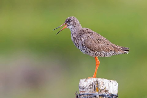 Redshank, (Tringa totanus), Animals, Birds, Limicoles, Snipe family, Snipe, Reykjahlíð, Norðurland