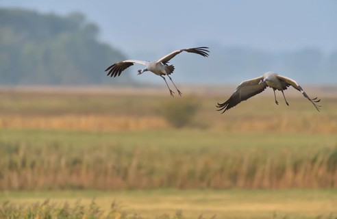 Common Crane (Grus grus) two birds in flight, Mecklenburg-Western Pomerania, Germany