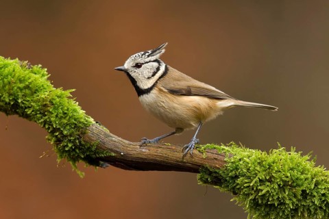 European Crested Tit (Lophophanes cristatus), Utrecht, Netherlands