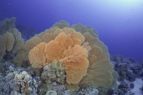 Giant fan coral (Annella mollis)