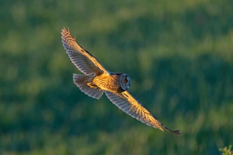 Long-eared owl, (Asio otus), animals, birds, family of owls, flight photo, Hockenheim,
