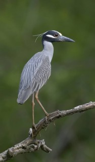 Yellow-crowned Night Heron (Nyctanassa violacea), Texas, USA