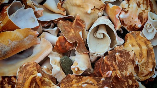 Close-up, A collection of different shells (concha) in beige and white colours with a spiral