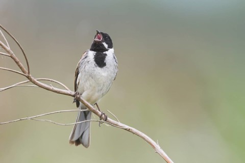 Reed Bunting - Rohrammer - Emberiza schoeniclus ssp. stresemanni, Hungary, adult male