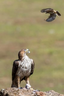Bonelli's Eagle (Aquila fasciata) male with prey, Andalusia, Spain
